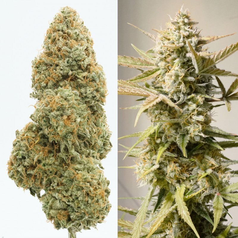 Cinderella Jack Auto