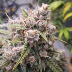 Cinderella Jack Auto