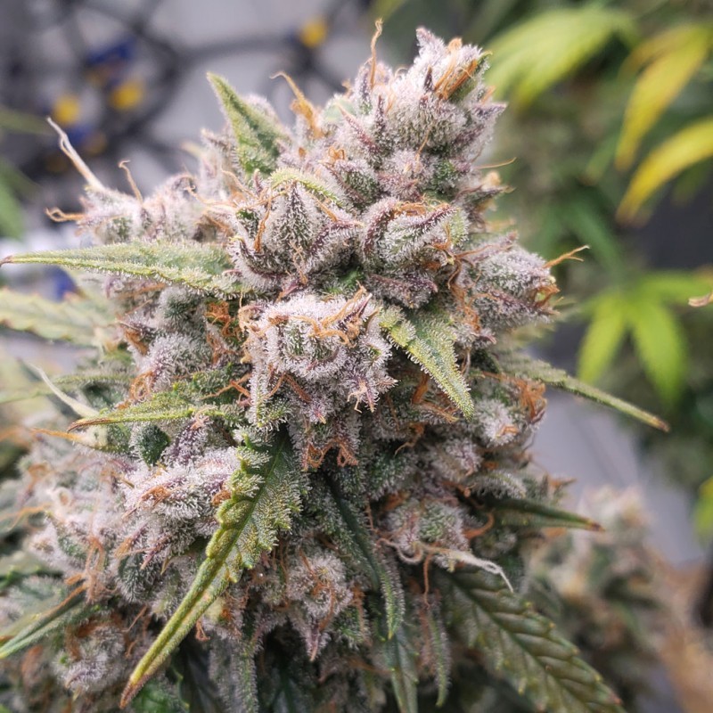 Cinderella Jack Auto