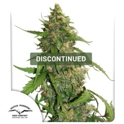 Compassion Lime CBD Auto
