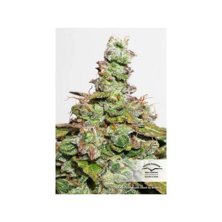 Compassion Lime CBD Auto