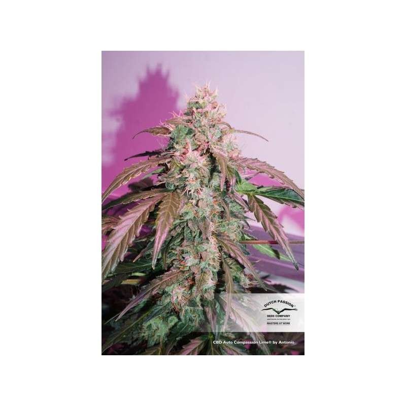 Compassion Lime CBD Auto