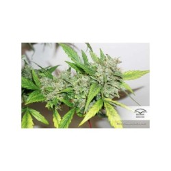 Compassion Lime CBD Auto