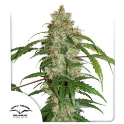 White Widow CBD Auto