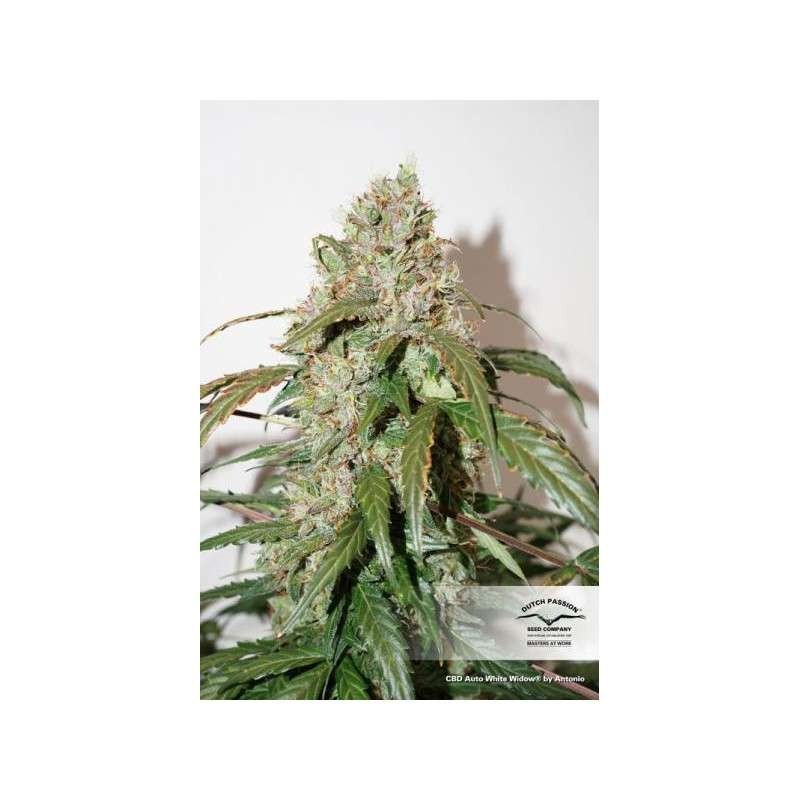White Widow CBD Auto