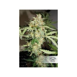 White Widow CBD Auto