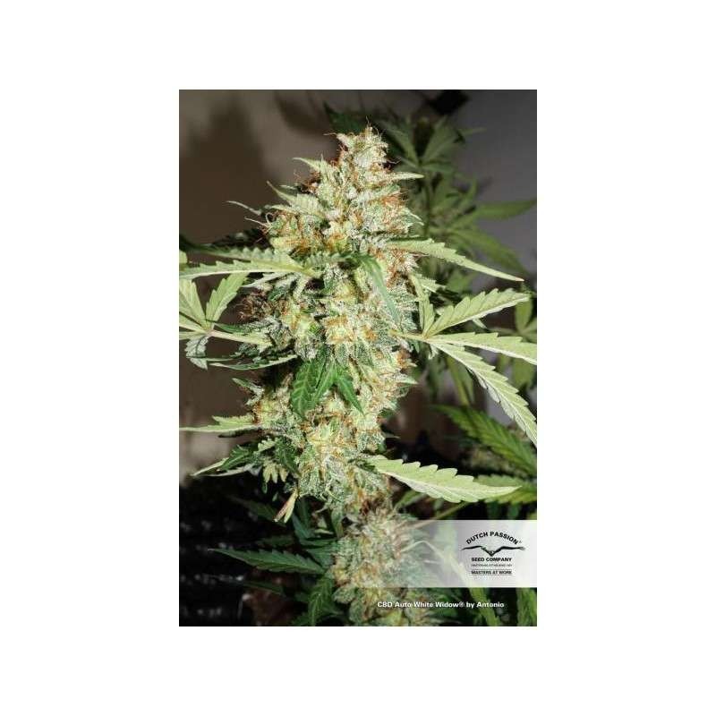 White Widow CBD Auto