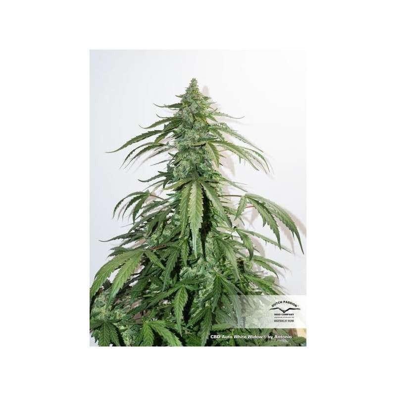 White Widow CBD Auto