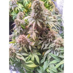 Passion Fruit