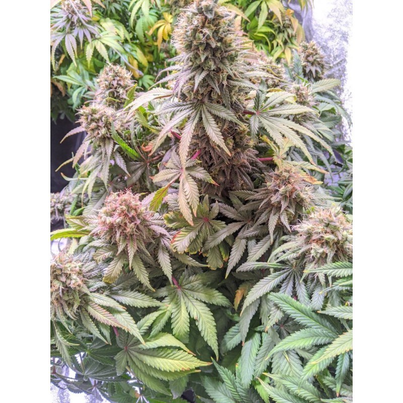 Passion Fruit