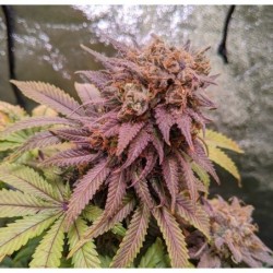 Passion Fruit