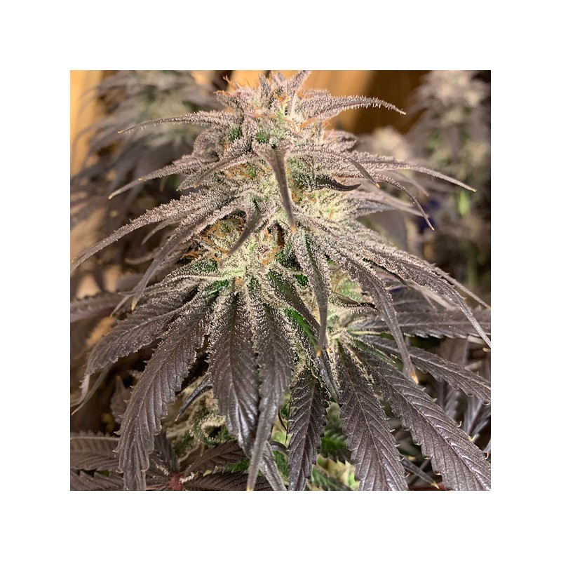Bubba Island Kush