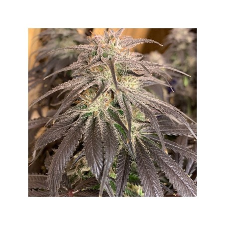 Bubba Island Kush