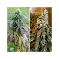 Bubba Island Kush