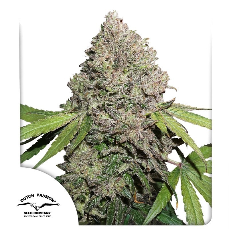 Charlotte's Angel CBD