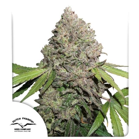 Charlotte's Angel CBD