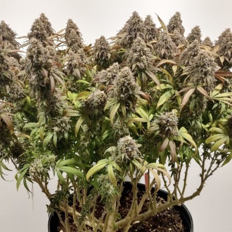 Charlotte's Angel CBD