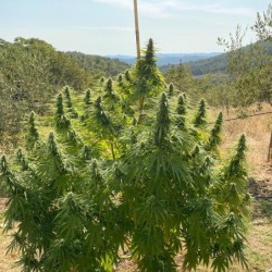 Charlotte's Angel CBD