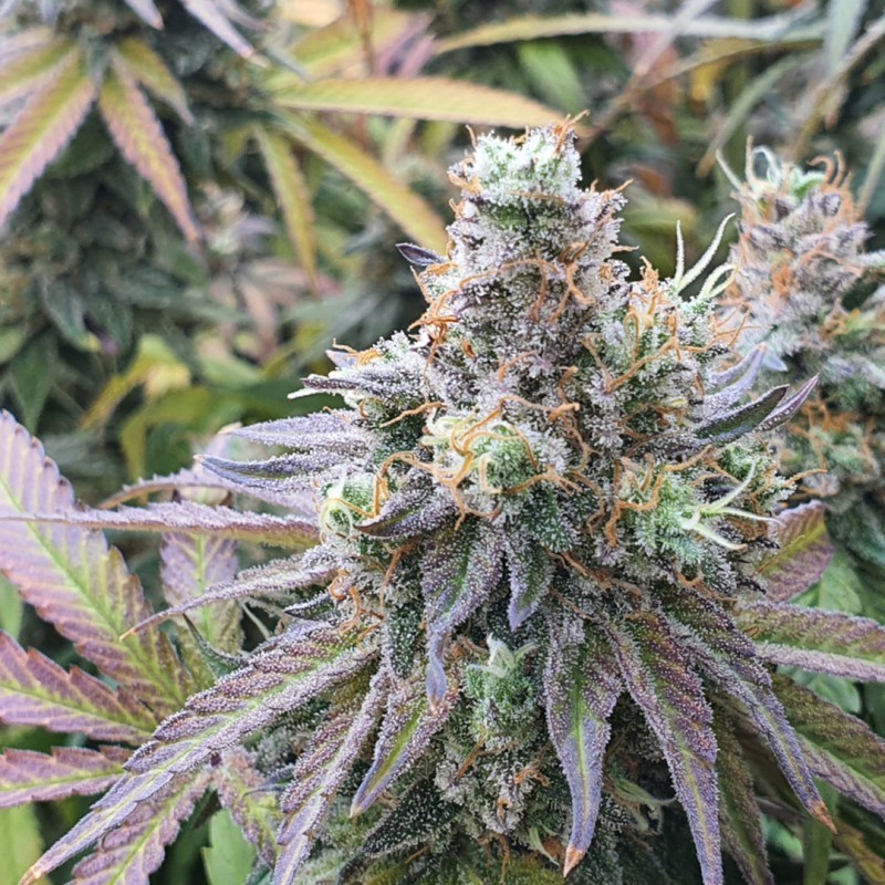 Charlotte's Angel CBD
