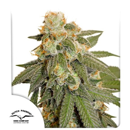 Orange Bud Auto