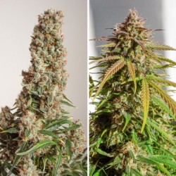 Orange Bud Auto