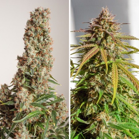 Orange Bud Auto