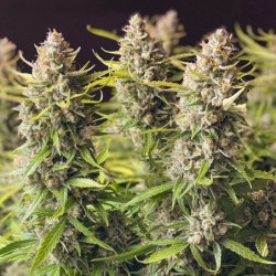 Orange Bud Auto