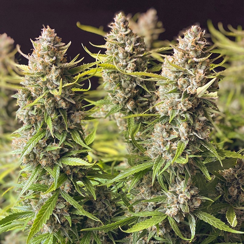 Orange Bud Auto