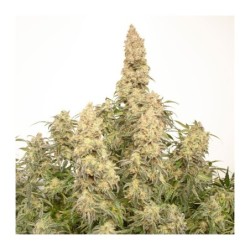 Orange Bud Auto