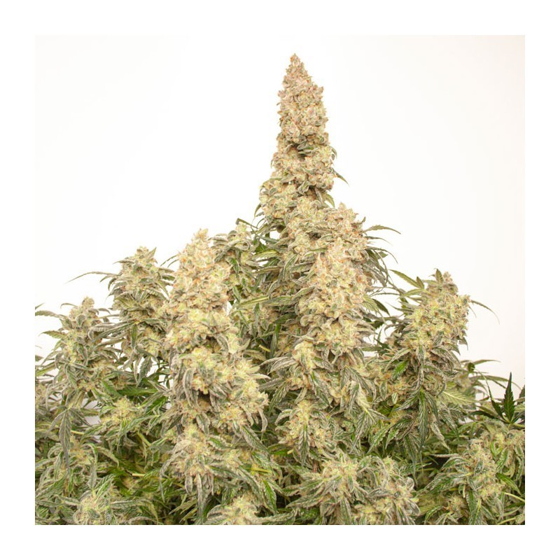Orange Bud Auto
