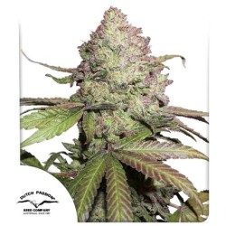 Charlotte's Angel CBD Auto
