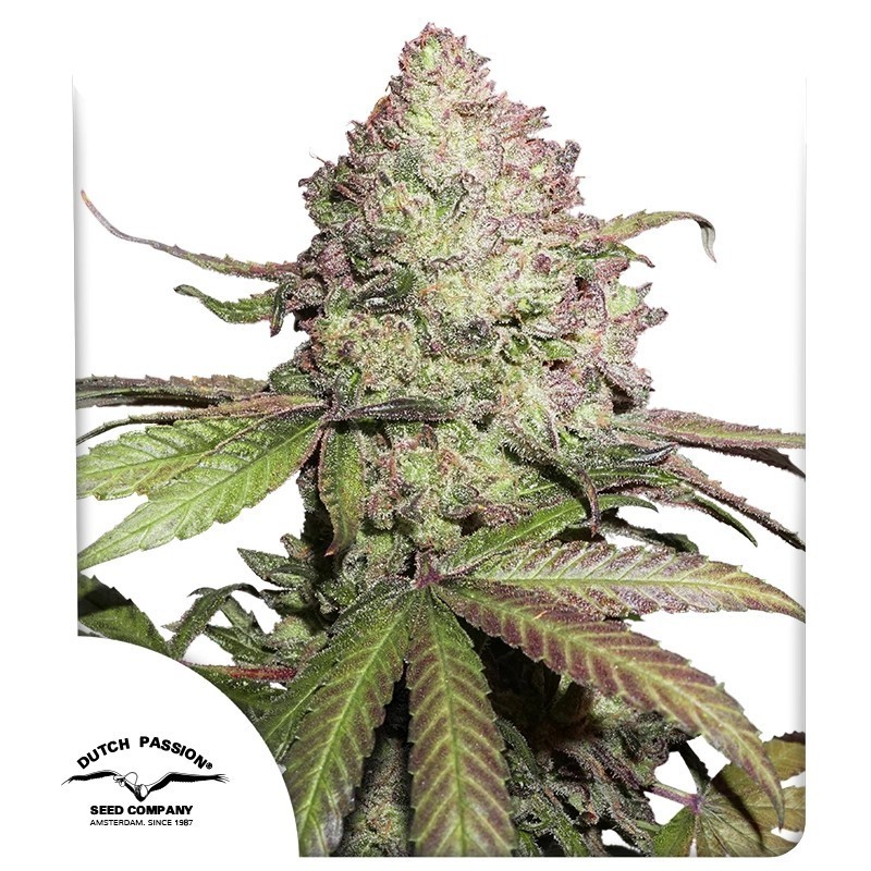 Charlotte's Angel CBD Auto