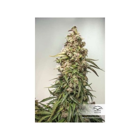 Charlotte's Angel CBD Auto