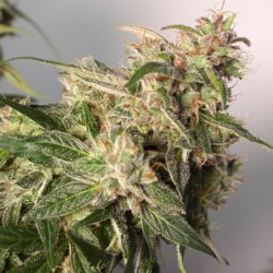 Charlotte's Angel CBD Auto