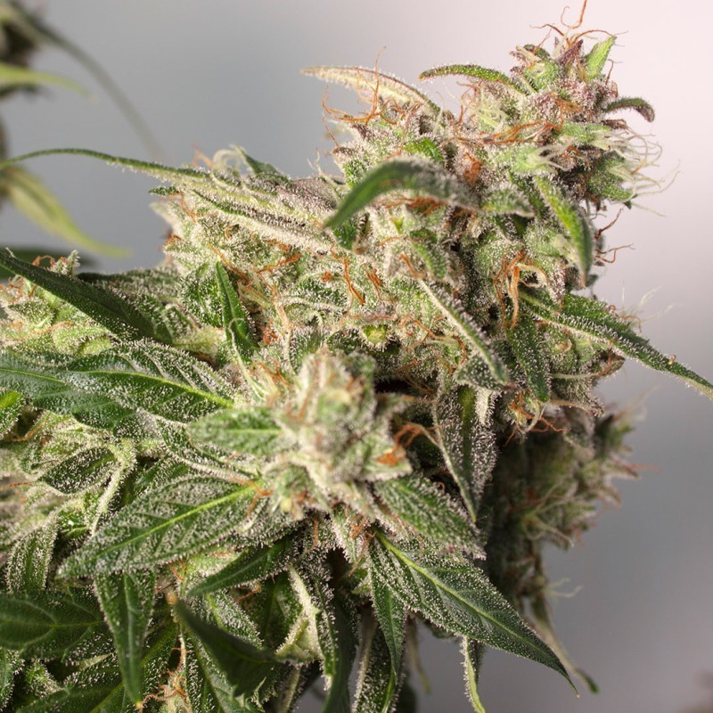 Charlotte's Angel CBD Auto