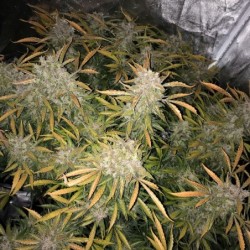 Charlotte's Angel CBD Auto