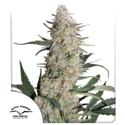 Critical Orange Punch