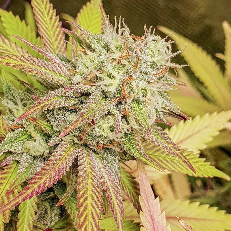 Critical Orange Punch