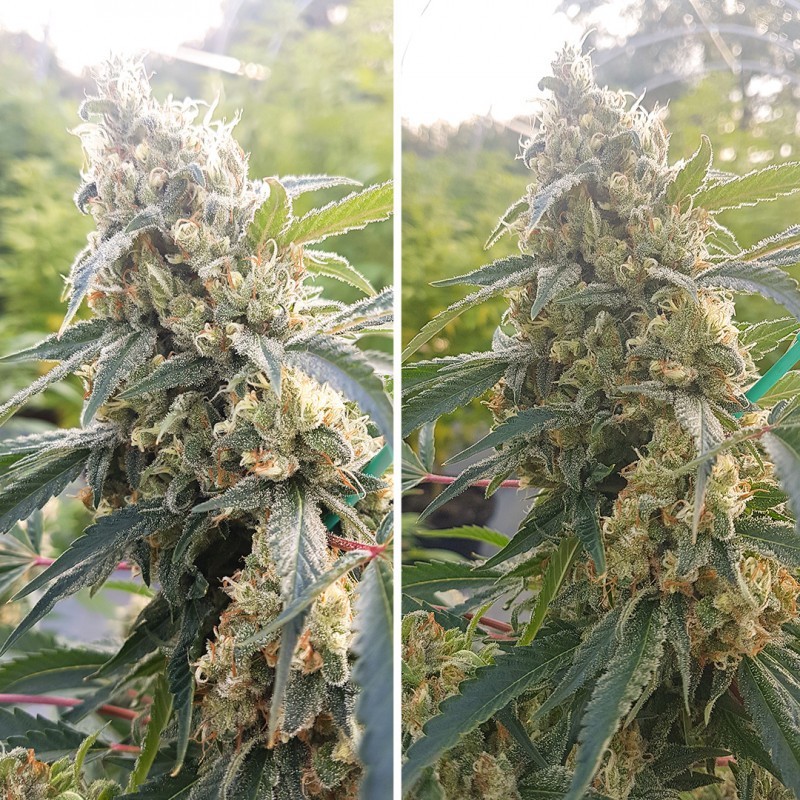 Critical Orange Punch