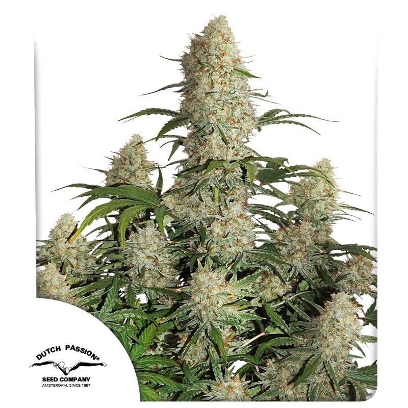 Critical Orange Punch Auto