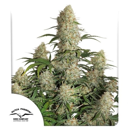 Critical Orange Punch Auto