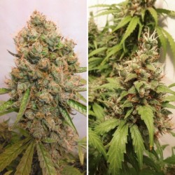 Critical Orange Punch Auto