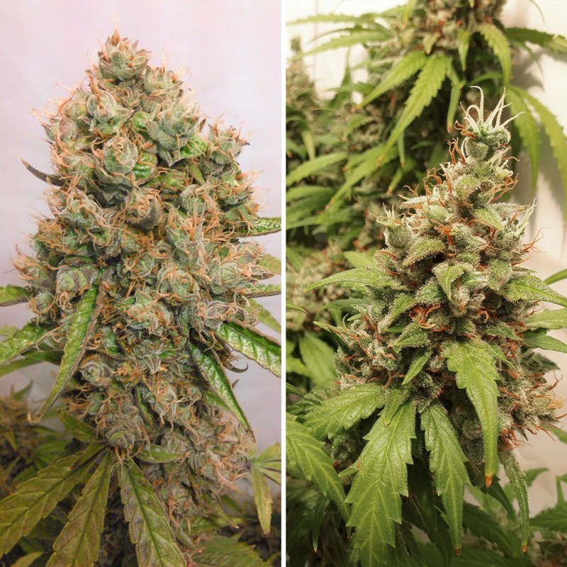 Critical Orange Punch Auto