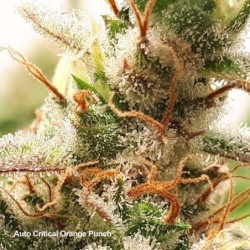 Critical Orange Punch Auto