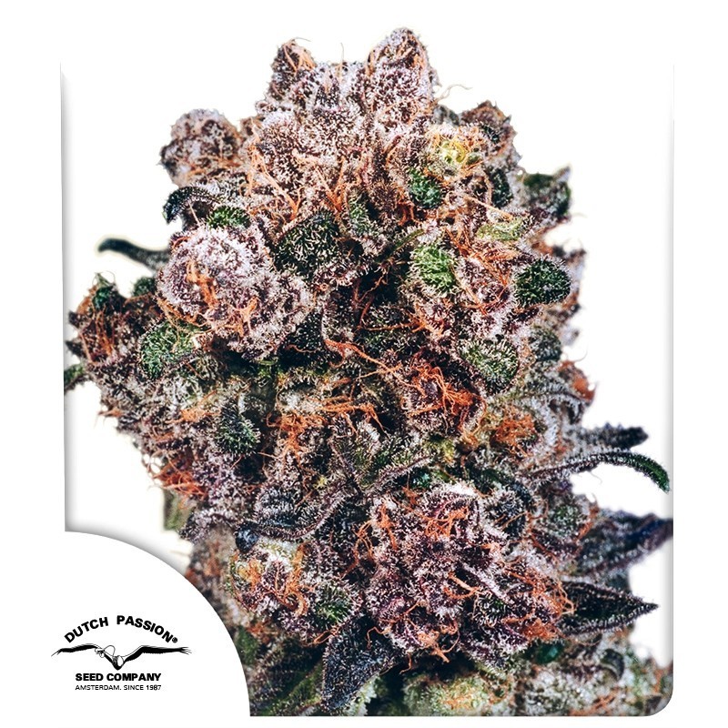 Blueberry