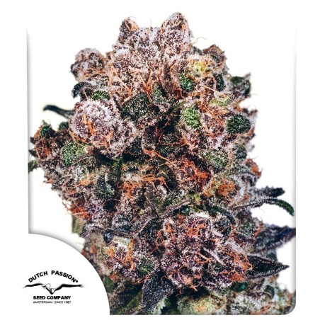 Blueberry