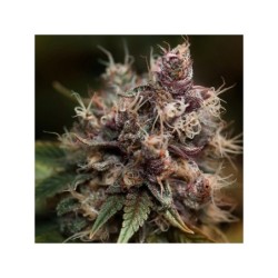 Blueberry
