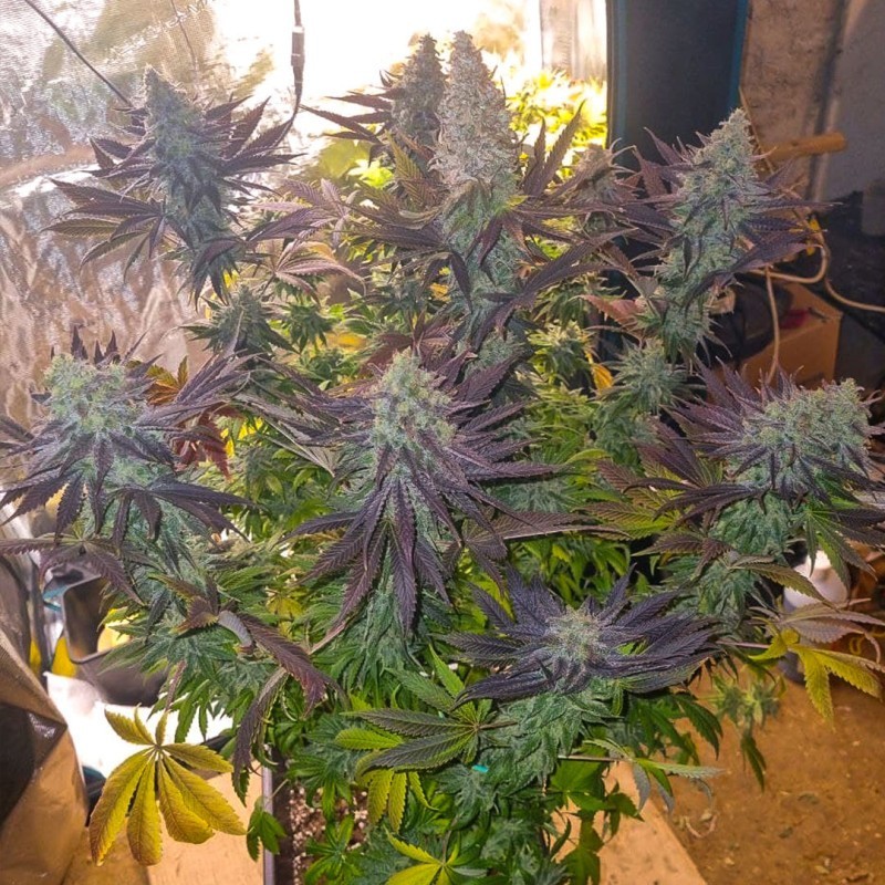 Blueberry