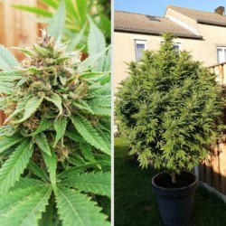 Durban Poison