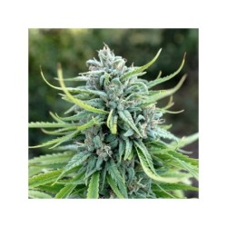 Durban Poison